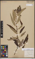 Foto von Salix bonplandiana Kunth